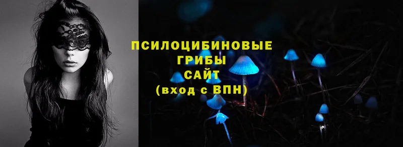 дарнет шоп  Заозёрск  Псилоцибиновые грибы Psilocybe 